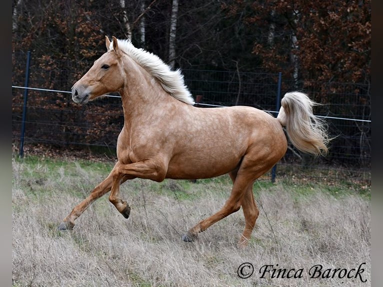 Andalou Jument 7 Ans 165 cm Palomino in Wiebelsheim