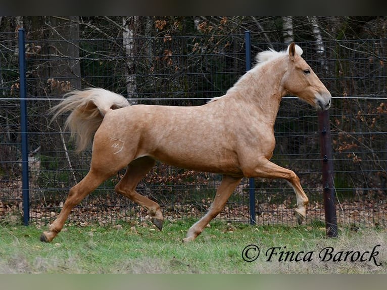 Andalou Jument 7 Ans 165 cm Palomino in Wiebelsheim