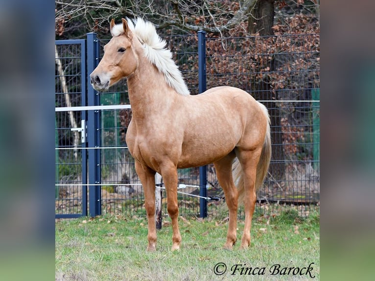 Andalou Jument 7 Ans 165 cm Palomino in Wiebelsheim