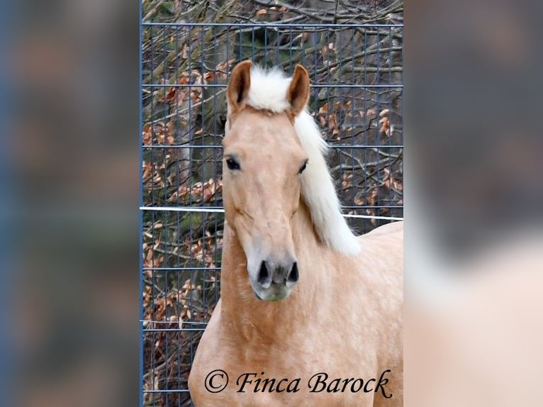 Andalou Jument 7 Ans 165 cm Palomino in Wiebelsheim