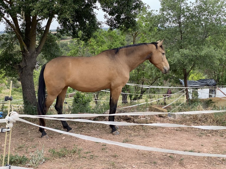 Andalou Jument 7 Ans 169 cm Isabelle in Copons