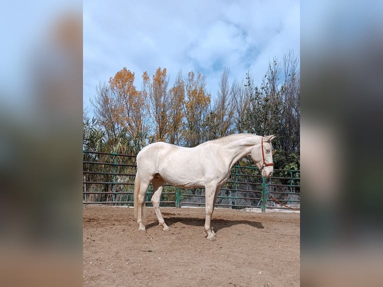 Andalou Jument 7 Ans Perlino in Sevilla