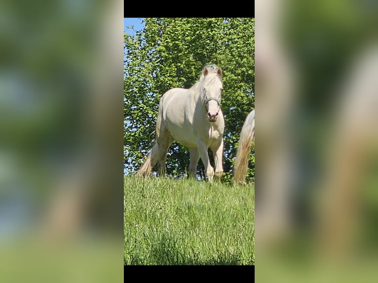 Andalou Jument 8 Ans 150 cm Cremello in Haltern am See
