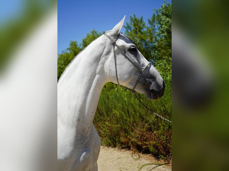 Andalou Jument 8 Ans 152 cm Blanc in Corona, CA