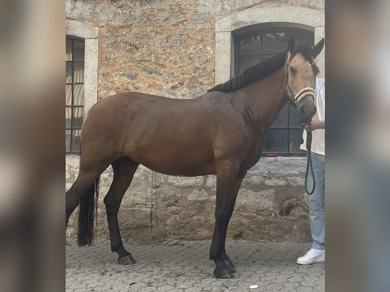 Andalou Croisé Jument 8 Ans 154 cm Buckskin in Wachtberg