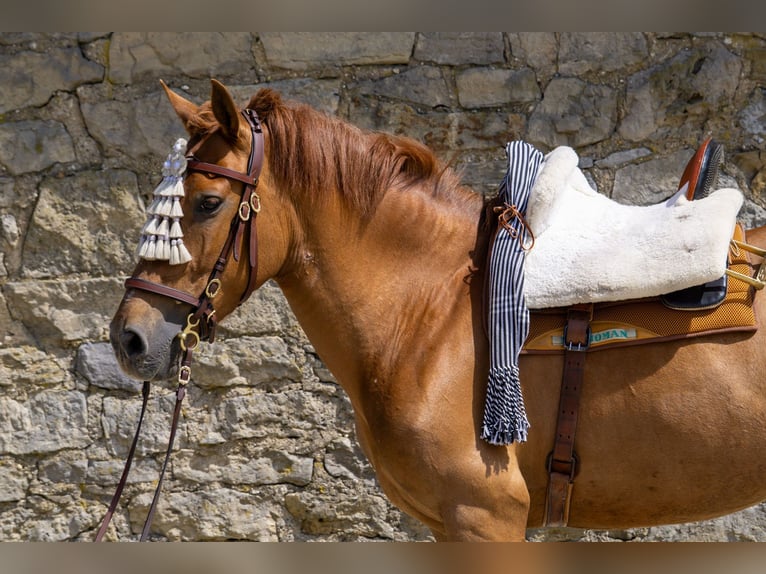 Andalou Jument 8 Ans 156 cm Alezan in Aachen