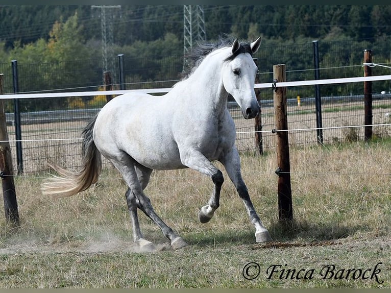 Andalou Jument 8 Ans 156 cm Gris in Wiebelsheim