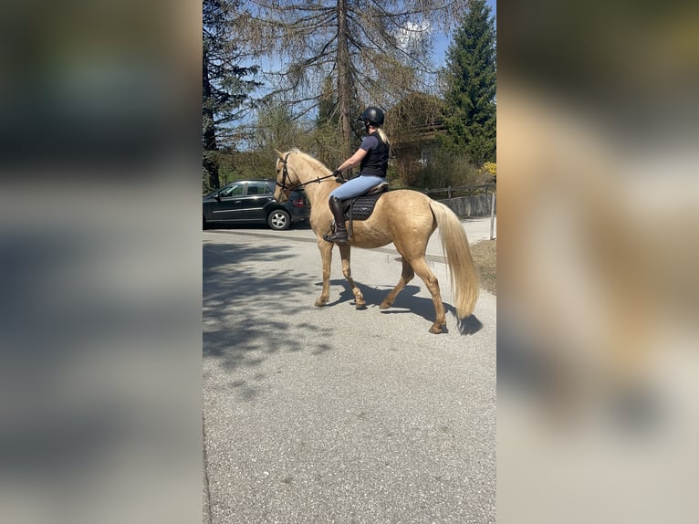 Andalou Jument 8 Ans 157 cm Palomino in Koppl