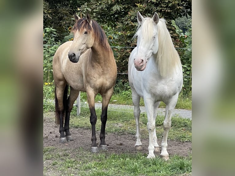 Andalou Jument 8 Ans 159 cm Isabelle in Nienhagen