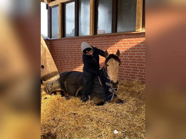 Andalou Jument 8 Ans 159 cm Isabelle in Nienhagen