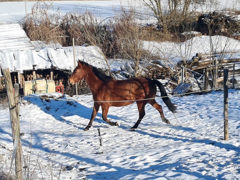 Andalou Croisé Jument 8 Ans 160 cm Bai cerise in Altenbuch