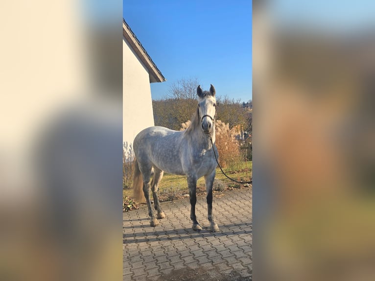 Andalou Jument 8 Ans 160 cm Gris pommelé in Auma-Weidatal