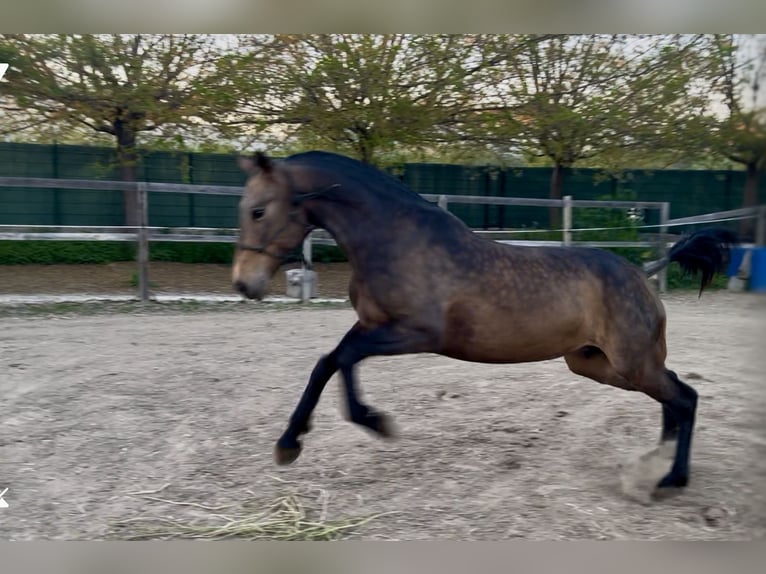 Andalou Jument 8 Ans 162 cm Isabelle in Fuenlabrada