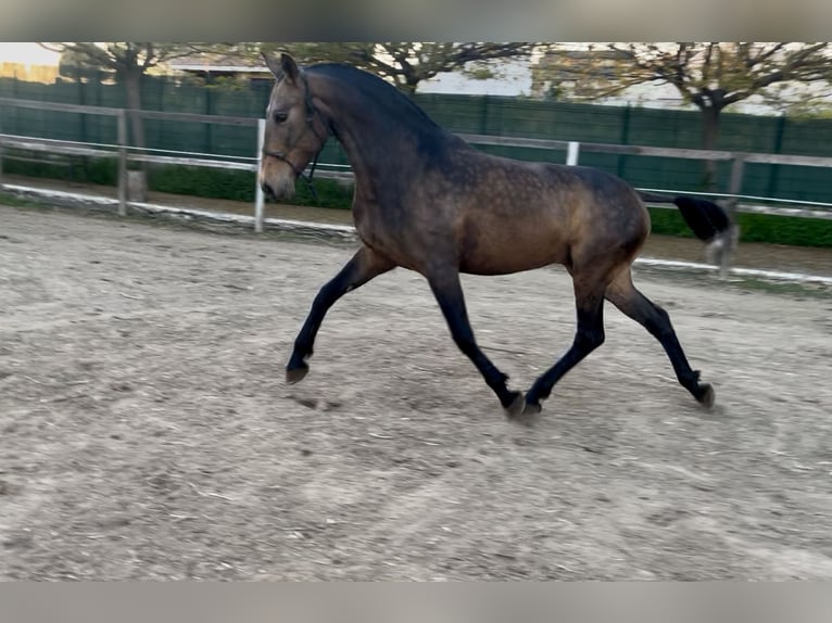 Andalou Jument 8 Ans 162 cm Isabelle in Fuenlabrada