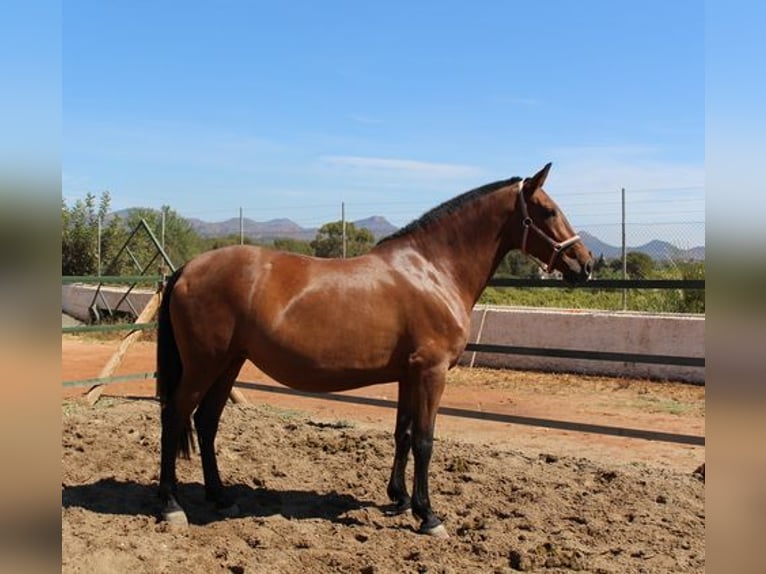 Andalou Jument 8 Ans Bai cerise in Badajoz