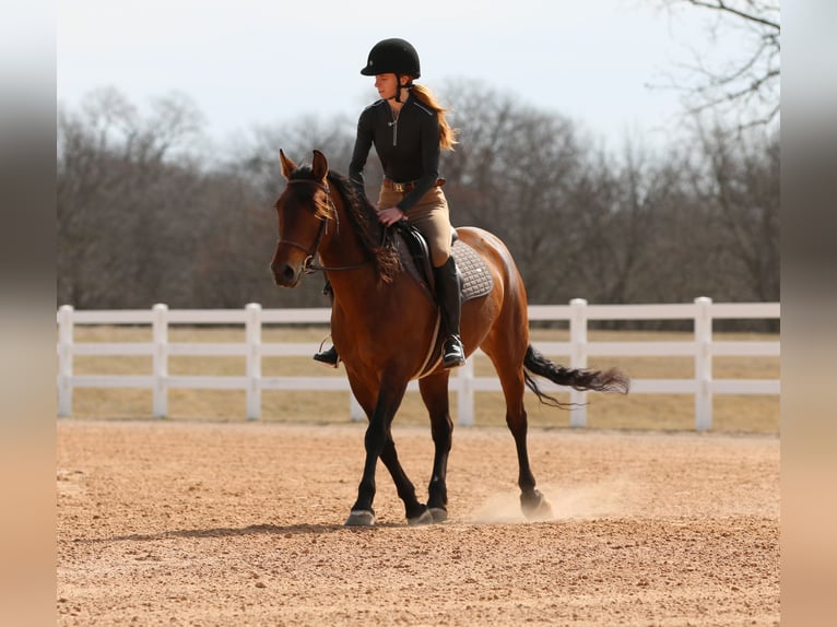 Andalou Croisé Jument 9 Ans 147 cm Bai cerise in Stephenville, TX