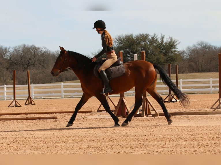 Andalou Croisé Jument 9 Ans 147 cm Bai cerise in Stephenville, TX