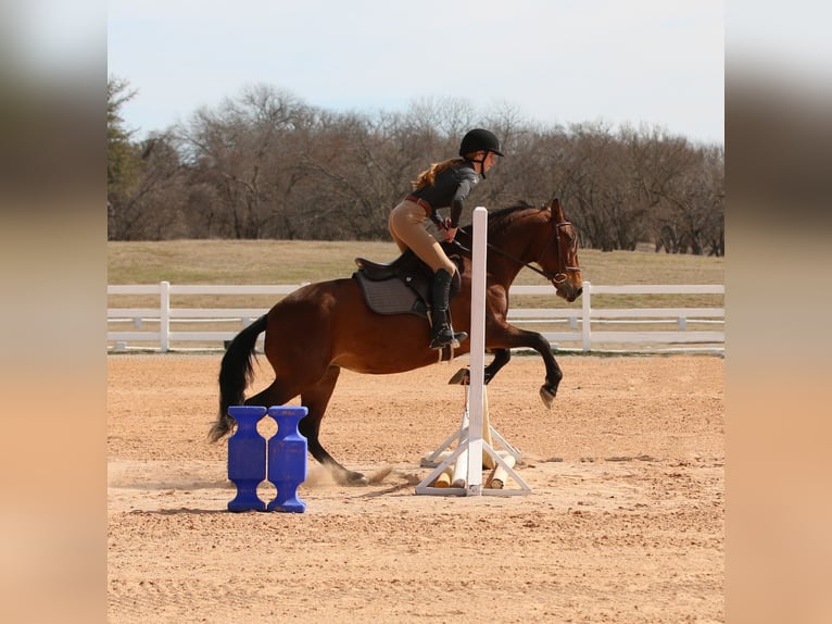 Andalou Croisé Jument 9 Ans 147 cm Bai cerise in Stephenville, TX