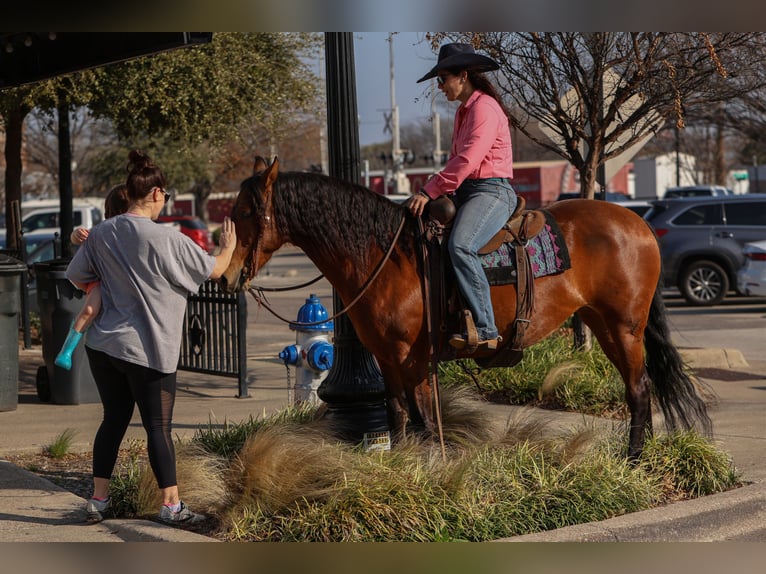 Andalou Croisé Jument 9 Ans 147 cm Bai cerise in Stephenville, TX