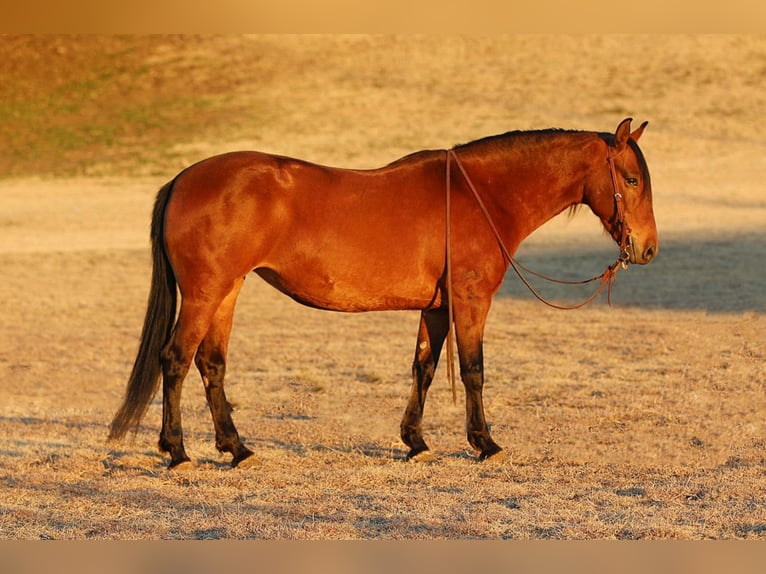 Andalou Croisé Jument 9 Ans 147 cm Bai cerise in Stephenville, TX