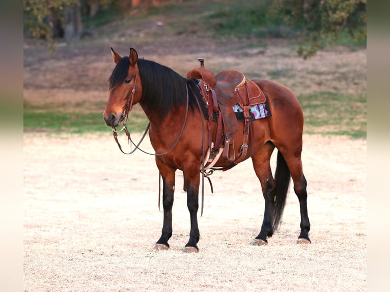 Andalou Croisé Jument 9 Ans 147 cm Bai cerise in Stephenville, TX