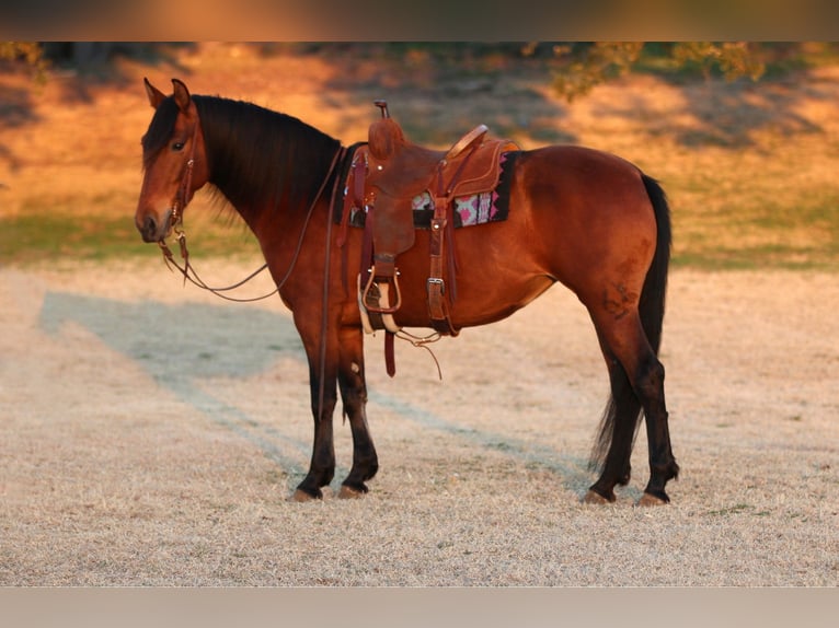 Andalou Croisé Jument 9 Ans 147 cm Bai cerise in Stephenville, TX