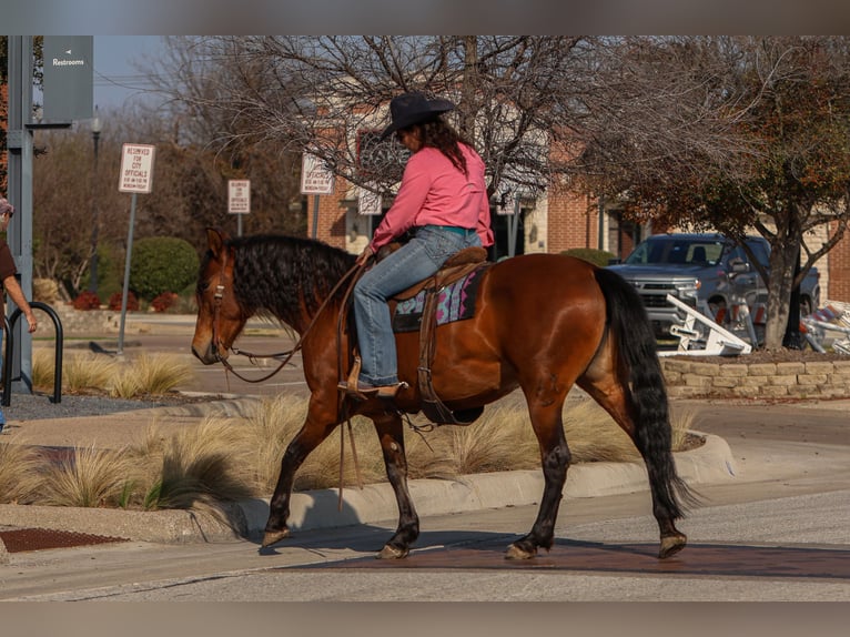 Andalou Croisé Jument 9 Ans 147 cm Bai cerise in Stephenville, TX