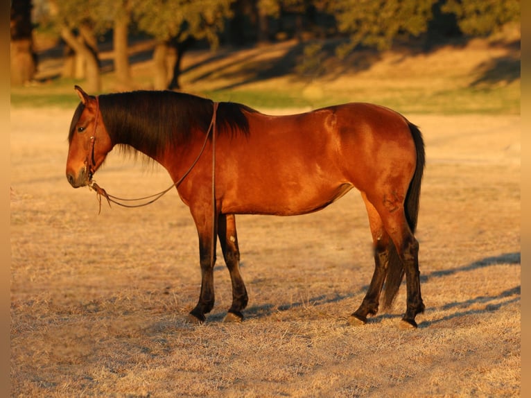 Andalou Croisé Jument 9 Ans 147 cm Bai cerise in Stephenville, TX