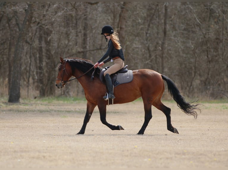 Andalou Croisé Jument 9 Ans 147 cm Bai cerise in Stephenville, TX