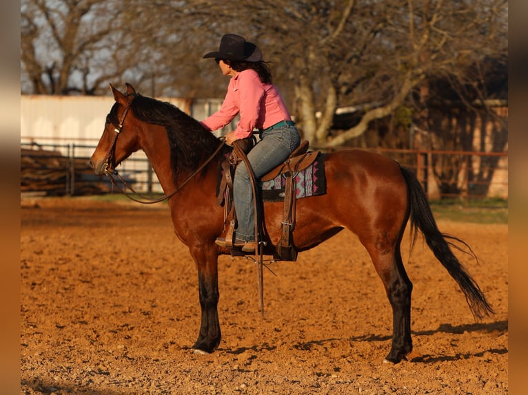 Andalou Croisé Jument 9 Ans 147 cm Bai cerise in Stephenville, TX