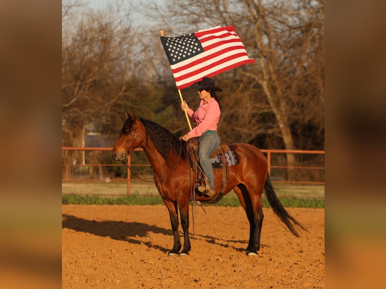 Andalou Croisé Jument 9 Ans 147 cm Bai cerise in Stephenville, TX