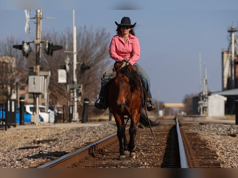 Andalou Croisé Jument 9 Ans 147 cm Bai cerise in Stephenville, TX