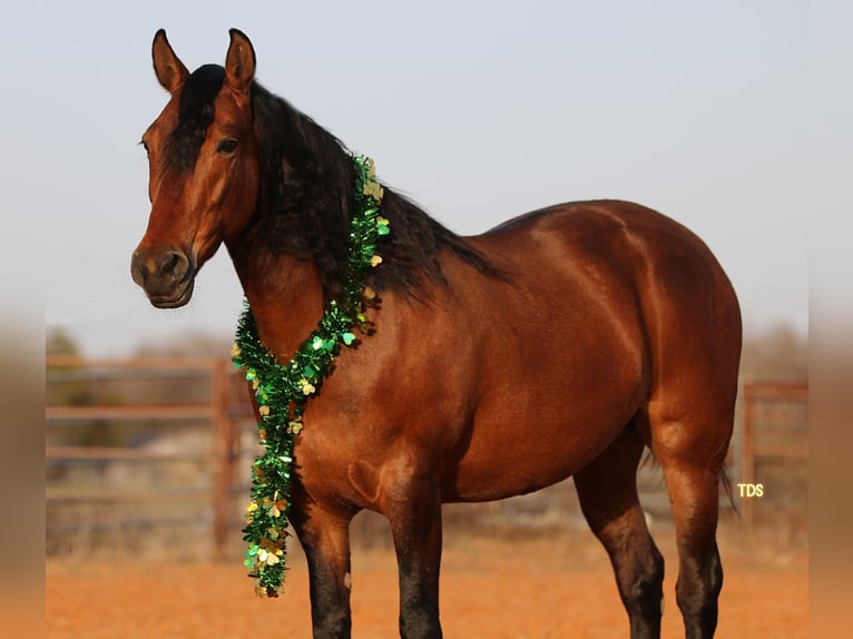 Andalou Croisé Jument 9 Ans 147 cm Bai cerise in Stephenville, TX