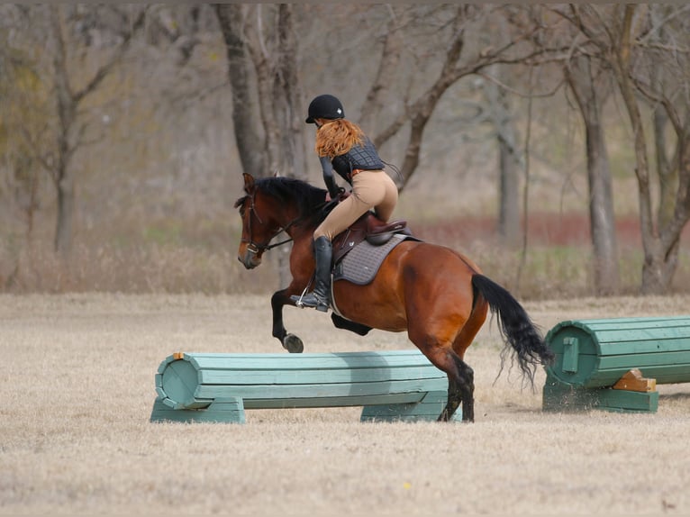 Andalou Croisé Jument 9 Ans 147 cm Bai cerise in Stephenville, TX