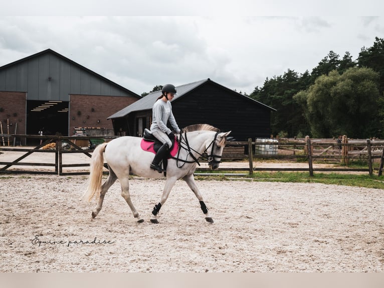 Andalou Croisé Jument 9 Ans 153 cm Perle in Kootwijkerbroek