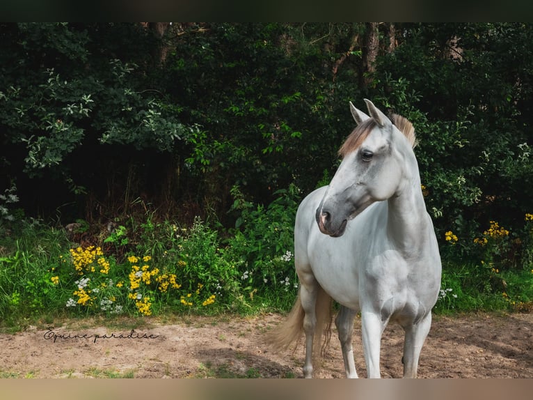 Andalou Croisé Jument 9 Ans 153 cm Perle in Kootwijkerbroek