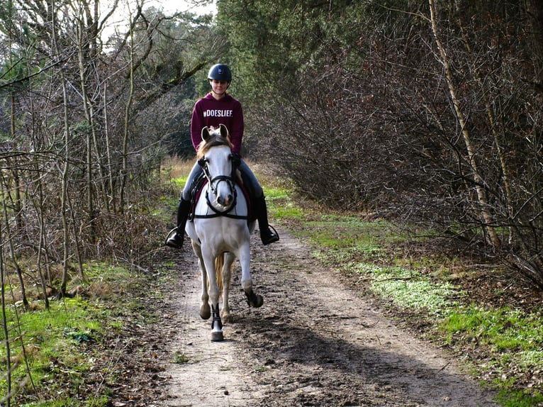 Andalou Croisé Jument 9 Ans 153 cm Perle in Kootwijkerbroek