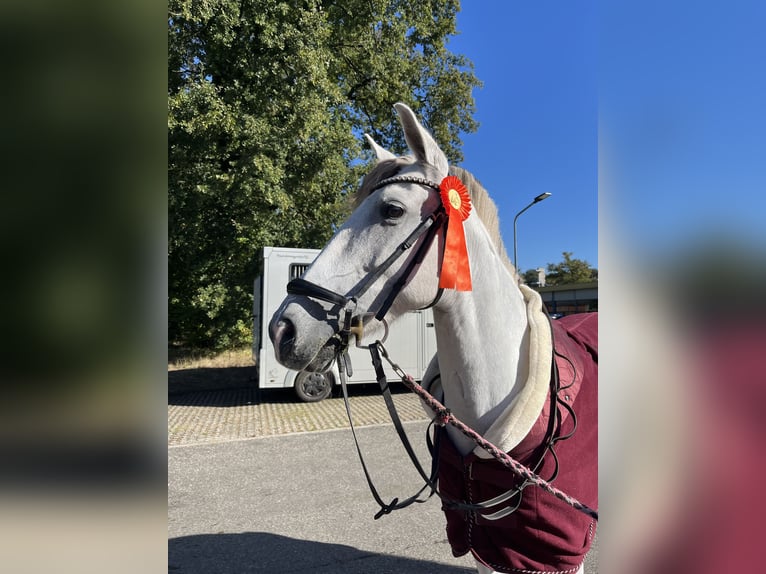 Andalou Croisé Jument 9 Ans 153 cm Perle in Kootwijkerbroek