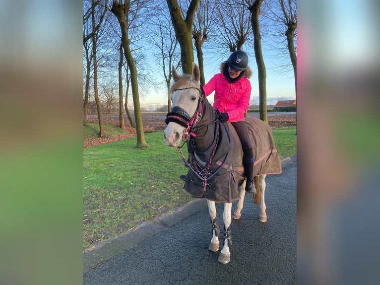 Andalou Croisé Jument 9 Ans 153 cm Perle in Kootwijkerbroek