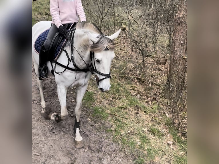 Andalou Croisé Jument 9 Ans 153 cm Perle in Kootwijkerbroek