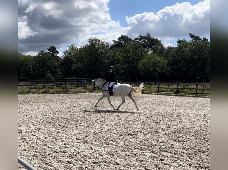 Andalou Croisé Jument 9 Ans 153 cm Perle in Kootwijkerbroek