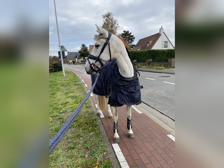 Andalou Croisé Jument 9 Ans 153 cm Perle in Kootwijkerbroek