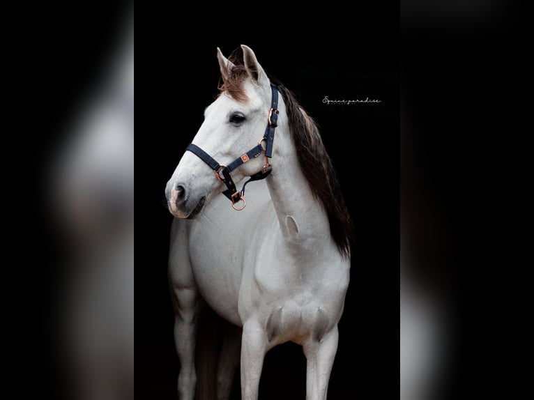 Andalou Croisé Jument 9 Ans 153 cm Perle in Kootwijkerbroek