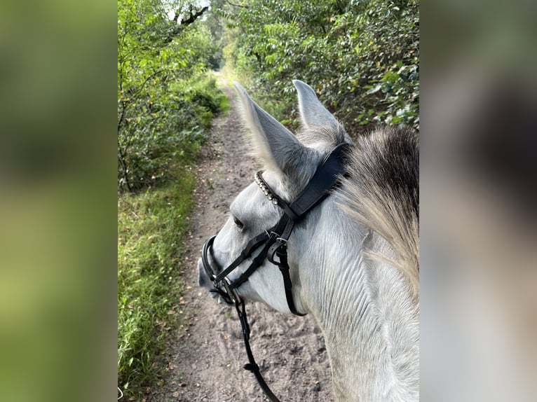 Andalou Croisé Jument 9 Ans 153 cm Perle in Kootwijkerbroek