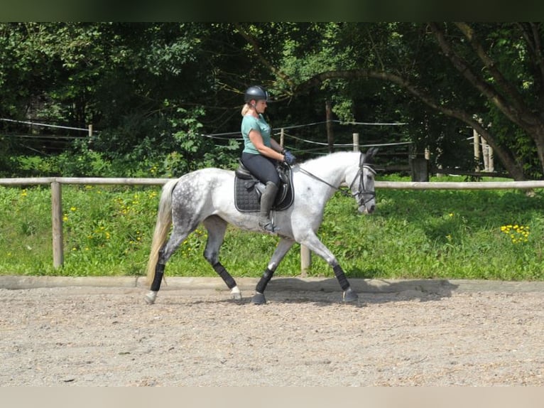 Andalou Jument 9 Ans 157 cm Gris pommelé in Wellheim