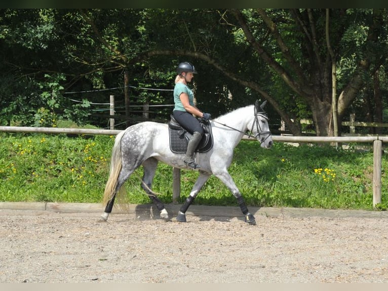 Andalou Jument 9 Ans 157 cm Gris pommelé in Wellheim