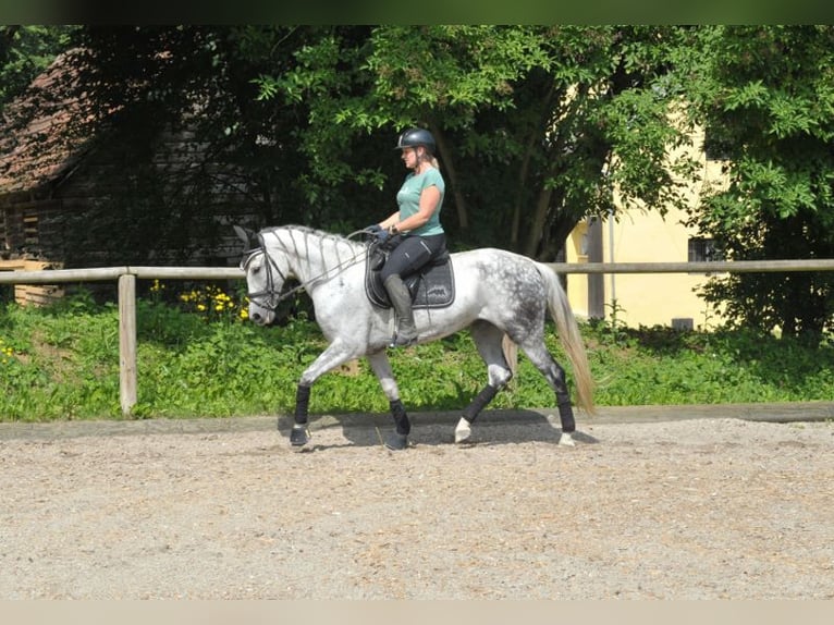 Andalou Jument 9 Ans 157 cm Gris pommelé in Wellheim