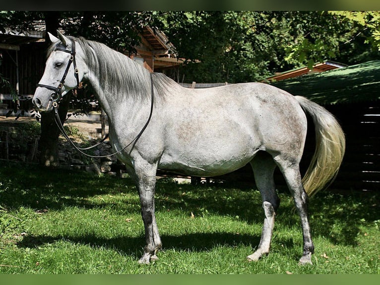Andalou Jument 9 Ans 158 cm Gris in Au - Bad Feilnbach