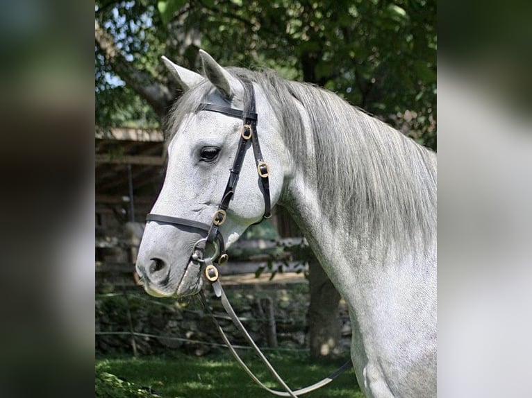 Andalou Jument 9 Ans 158 cm Gris in Au - Bad Feilnbach