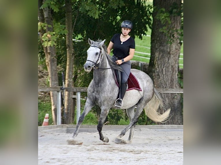 Andalou Jument 9 Ans 158 cm Gris in Au - Bad Feilnbach